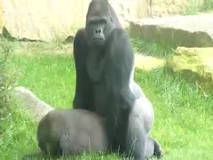 There are two gorillas screwing in this hardcore beast fucking film.